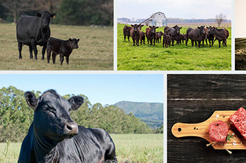 Agriculture Tax Accountant in Santa Maria | CPA Experts Santa Maria | Agricultural Taxation Expert in Oxnard | Steve Pybrum