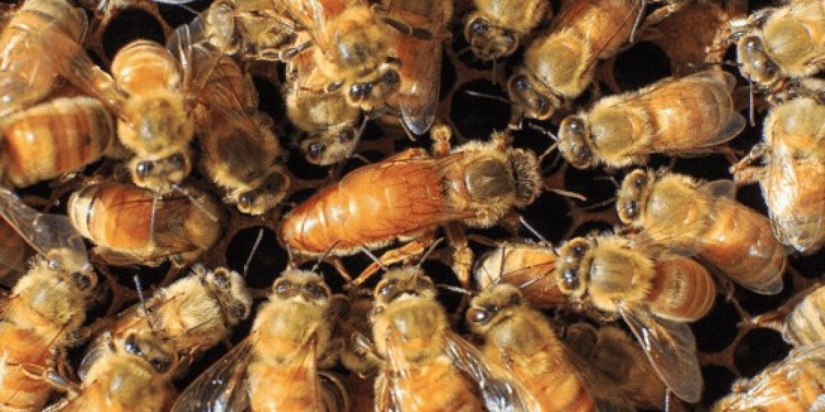 Honey Bees AU – Reliable Bees for Sale for Strong Hives