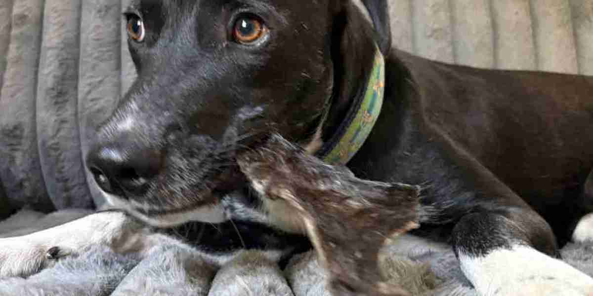 Healthy Dog Chews for Safe and Engaging Chewing