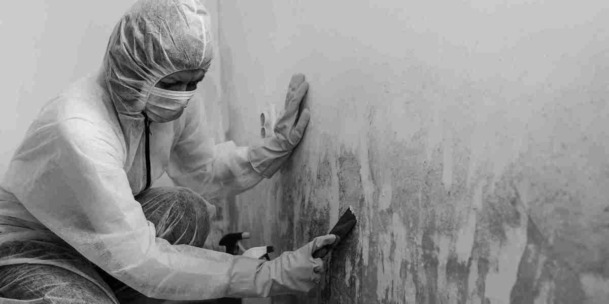 Mold Remediation Services Help Protect Your Property